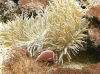 halsband_anemonenfisch
