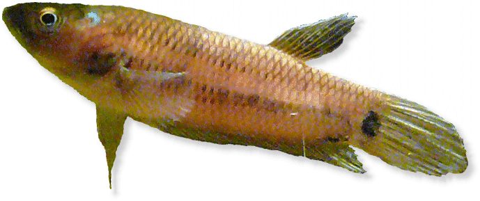 Grosser Kampffisch