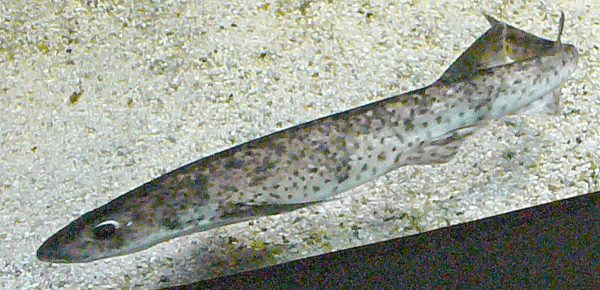 Kleingefleckter Katzenhai