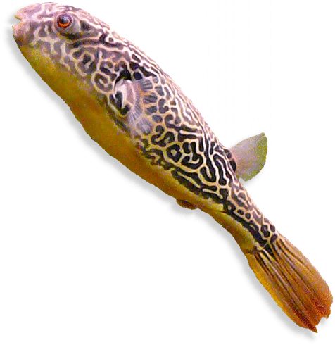 Kongokugelfisch