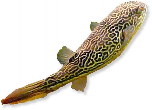 kongokugelfisch