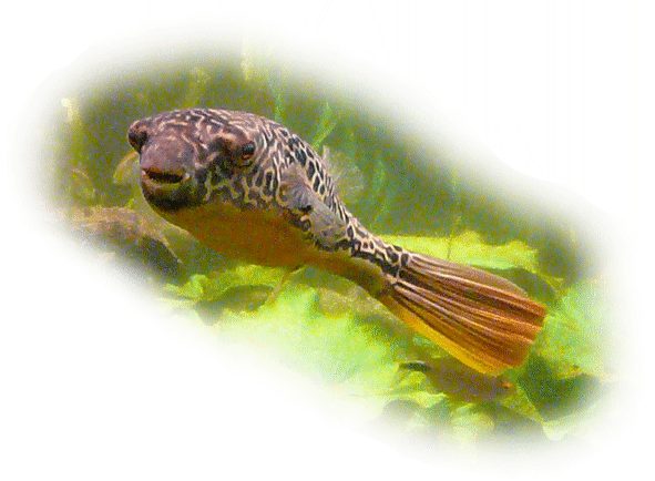 kongokugelfisch
