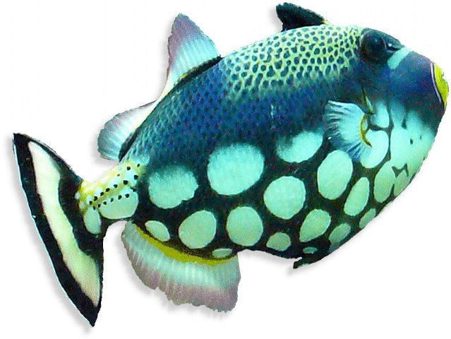 leoparddrueckerfisch