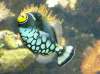 leoparddrueckerfisch