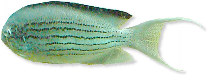Lamarcks Lyrakaiserfisch