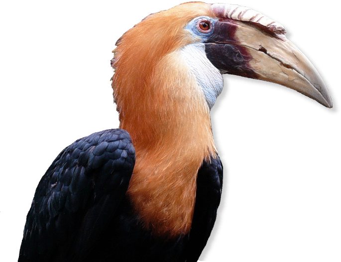Papua Hornvogel
