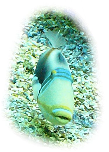 picassodrueckerfisch