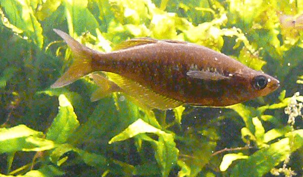 Lachsroter Regenbogenfisch