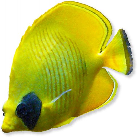 Gelber Rotmeerschmetterlingsfisch
