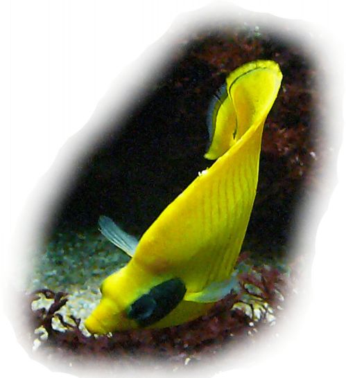 rotmeerschmetterlingsfisch
