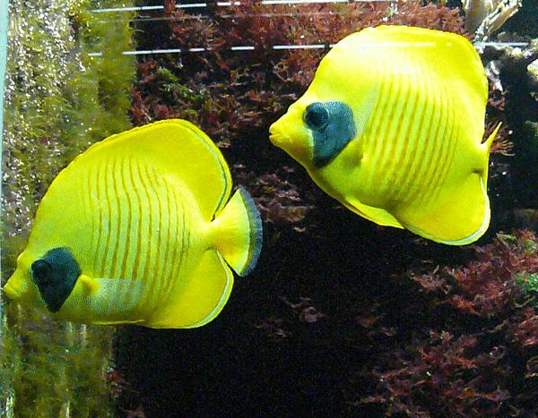 Gelber Rotmeerschmetterlingsfisch