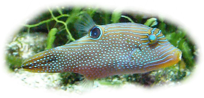 Papua Spitzkopfkugelfisch