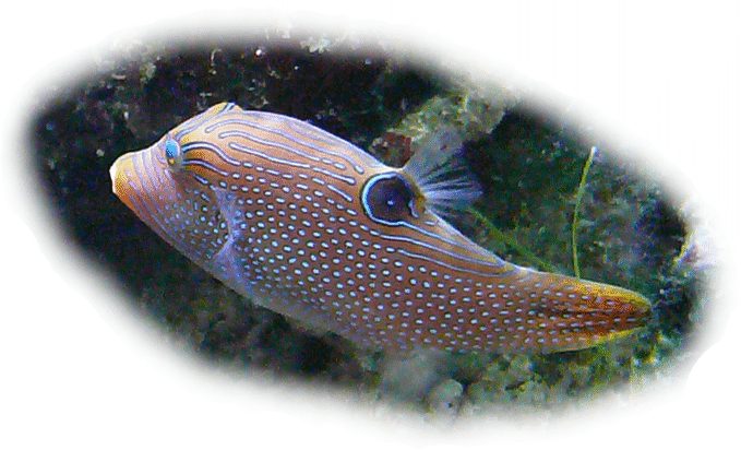 spitzkopfkugelfisch
