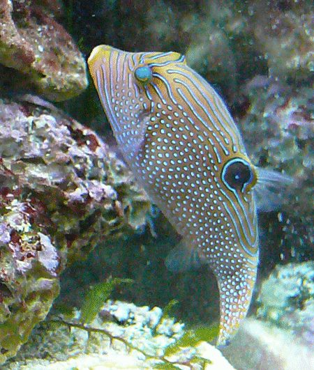 Papua Spitzkopfkugelfisch