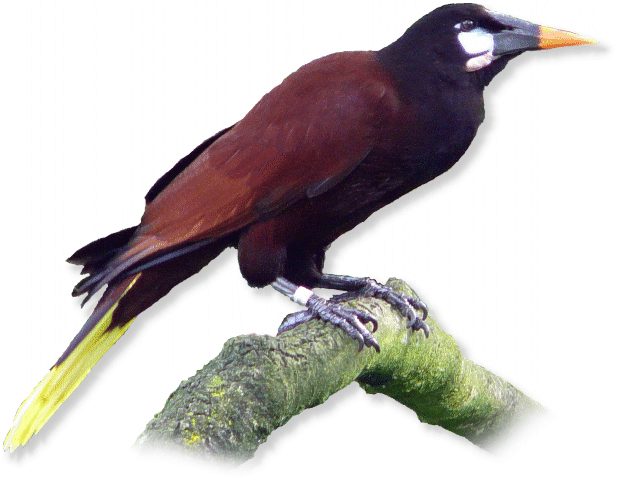 Montezuma-Stirnvogel