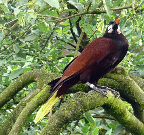Montezuma Stirnvogel