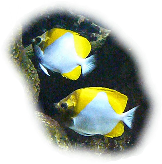 Gelber Pyramidenfalterfisch