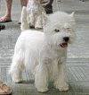 white_terrier