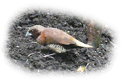 braunbrustschilffink