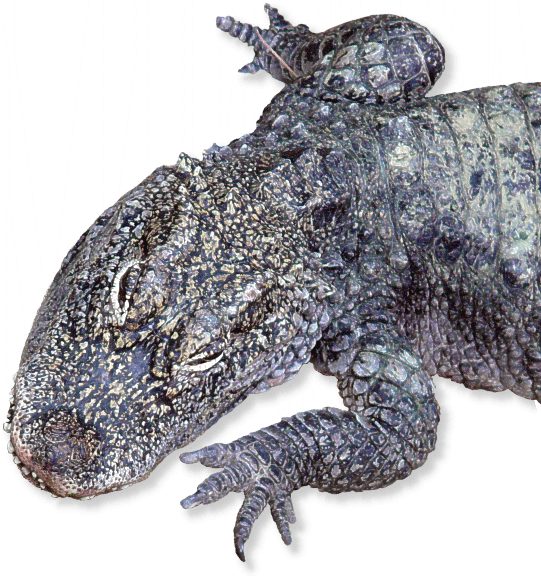 China Alligator