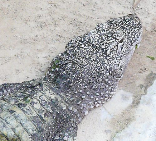 China Alligator