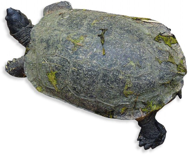 Malayische Dornschildkröte