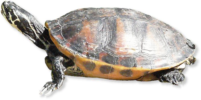 Florida-Rotbauchschildkröte
