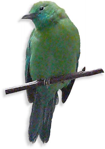 Gelbkopfblattvogel