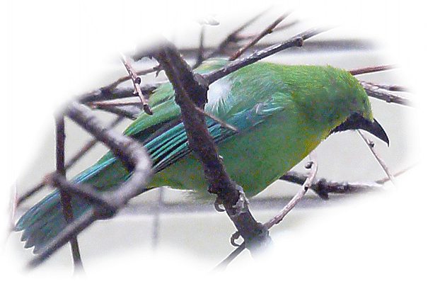 gelbkopfblattvogel