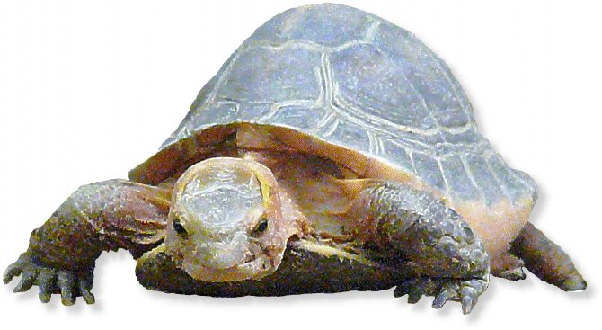 Gelbrand-Scharnierschildkröte
