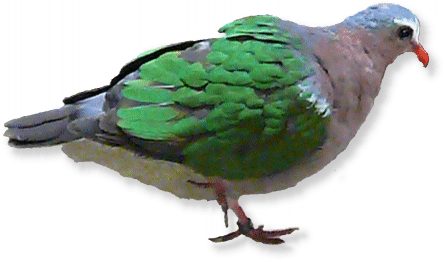Grünflügeltaube