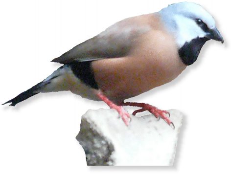 Gürtelgrasfink