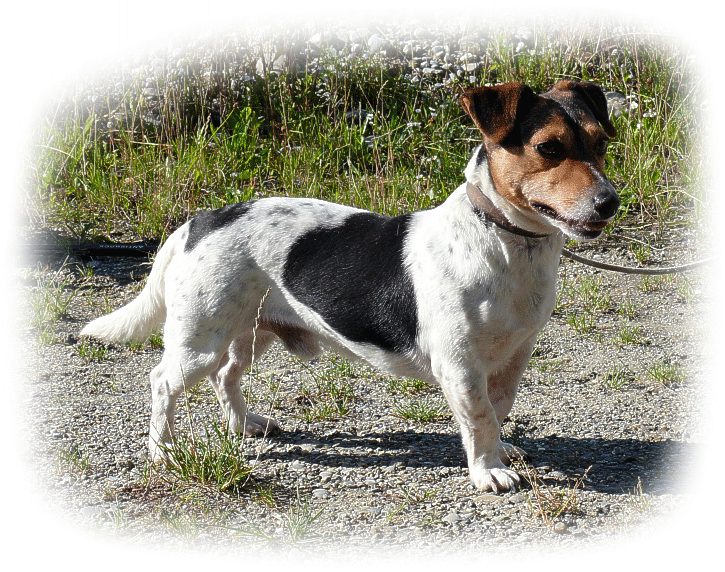 jack_russell