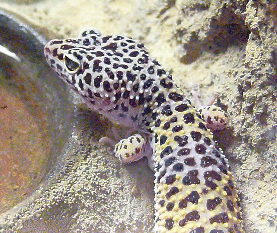 Leopardengecko