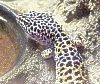 leopardengecko