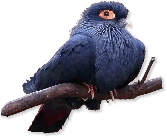 Blaue Madagaskartaube