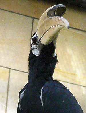 Malabar Hornvogel