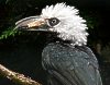 peruecken-hornvogel