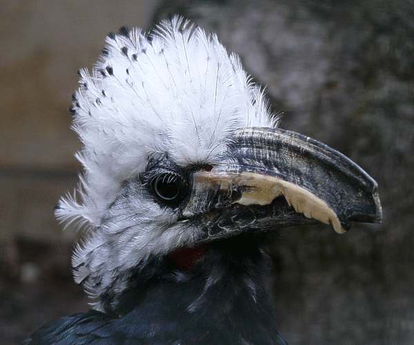 Perücken-Hornvogel