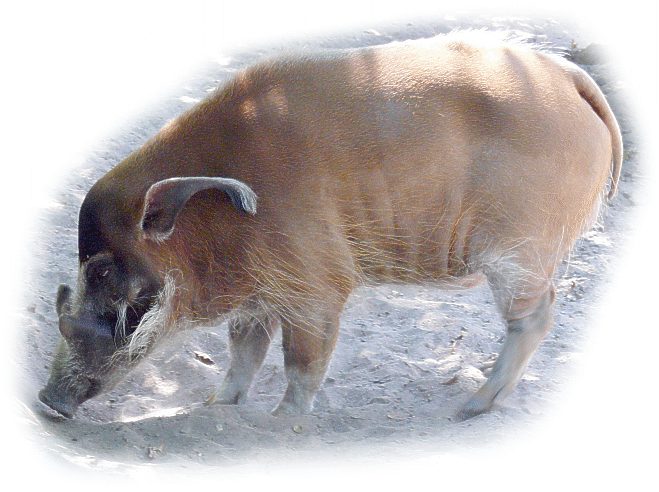 pinselohrschwein