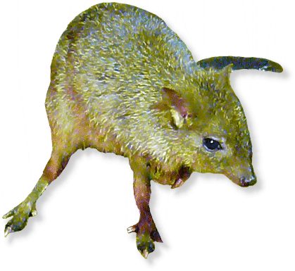 Bürstenschwanz Rattenkänguru