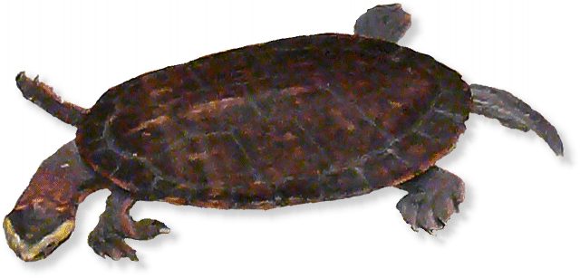 Rotbäuchige-Spitzkopfschildkröte