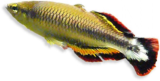 Rotschwanz-Aehrenfisch