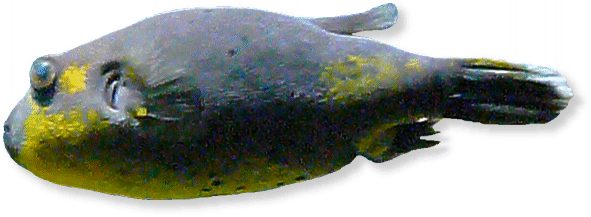 Schwarzfleck-Kugelfisch