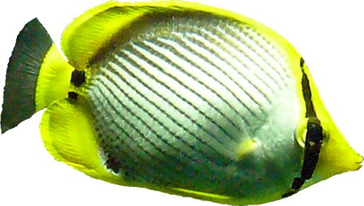 Streifen-Falterfisch