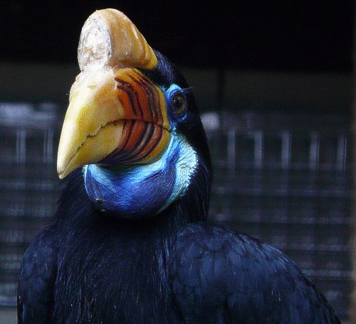 Sulawesi-Hornvogel