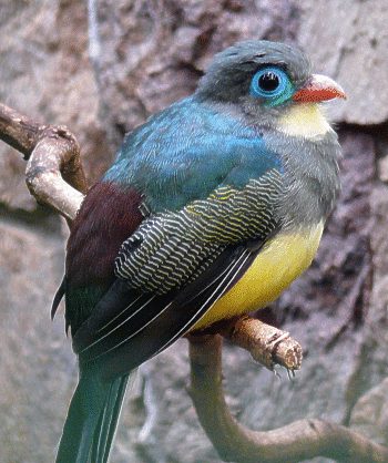 Sumatra-Trogon