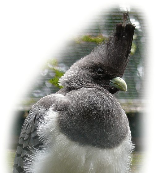 Weissbauch-Lärmvogel