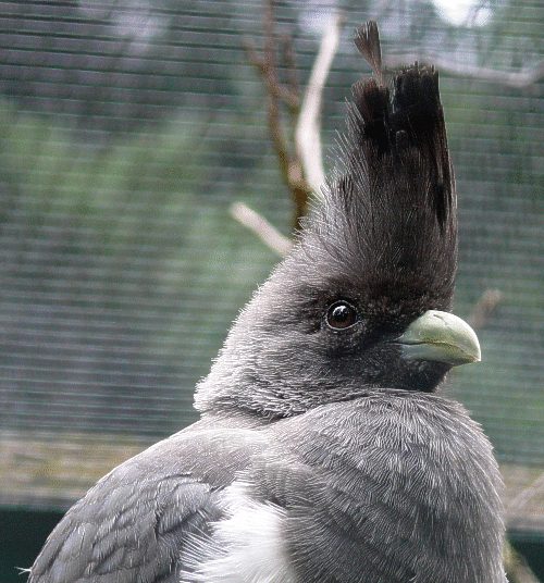 Weissbauch-Lärmvogel