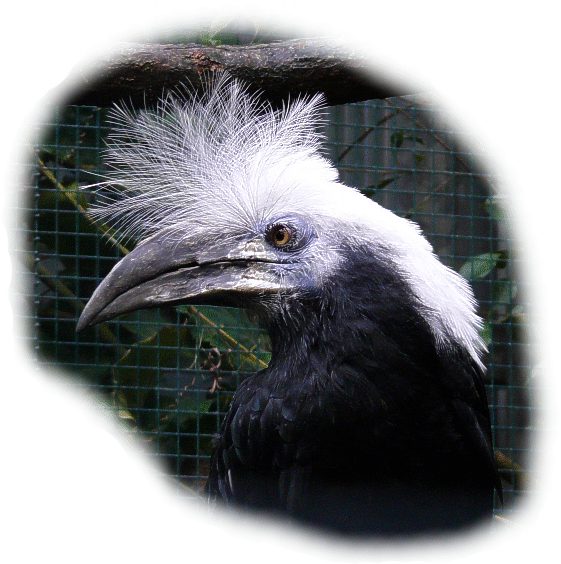 Weisshauben-Hornvogel